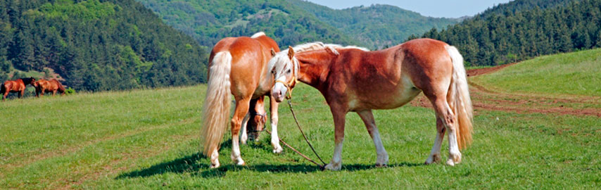 hors